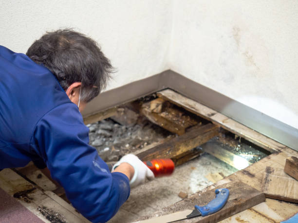 Best Bathroom Mold Remediation in Pharr, TX