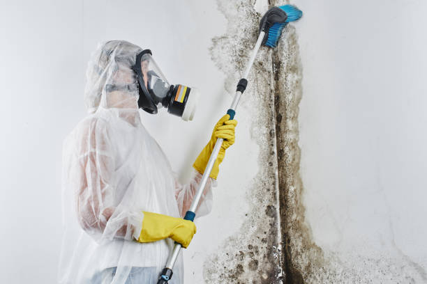 Best Preventive Mold Services in Pharr, TX