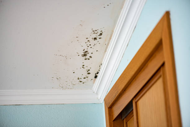 Best Emergency Mold Remediation in Pharr, TX