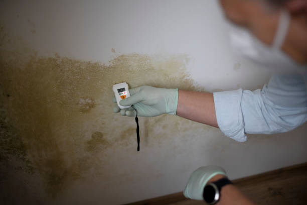 Best Health and Safety Mold Remediation in Pharr, TX