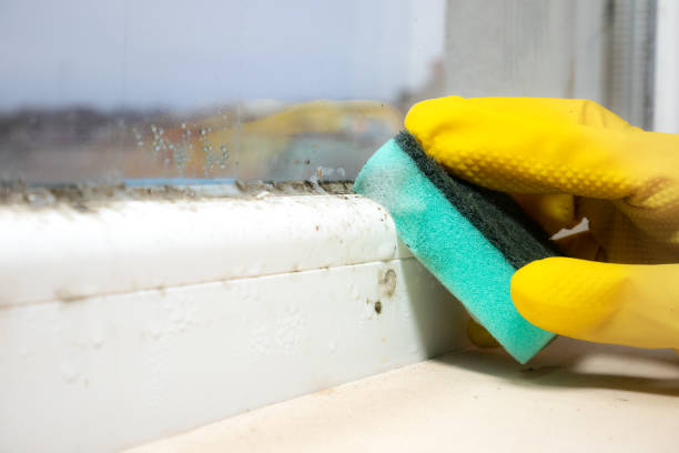 Best Health and Safety Mold Remediation in Pharr, TX