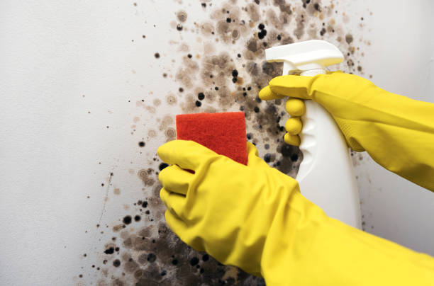 Best Preventive Mold Services in Pharr, TX