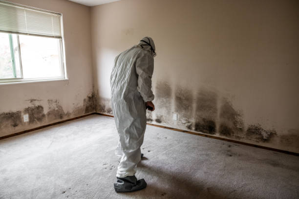 Best Basement Mold Remediation in Pharr, TX