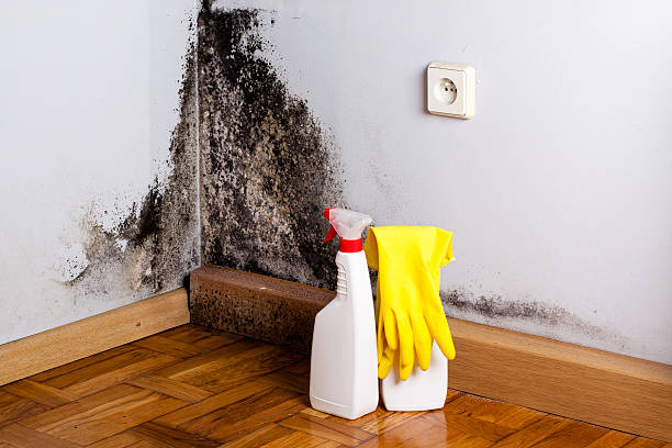 Best Insurance-Related Mold Remediation in Pharr, TX
