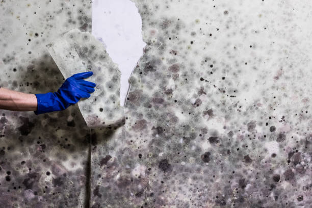 Best Mold Testing and Inspection Services in Pharr, TX