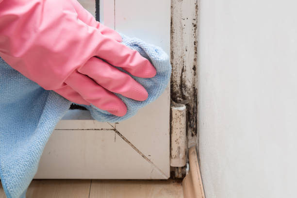 Best Industrial Mold Remediation in Pharr, TX