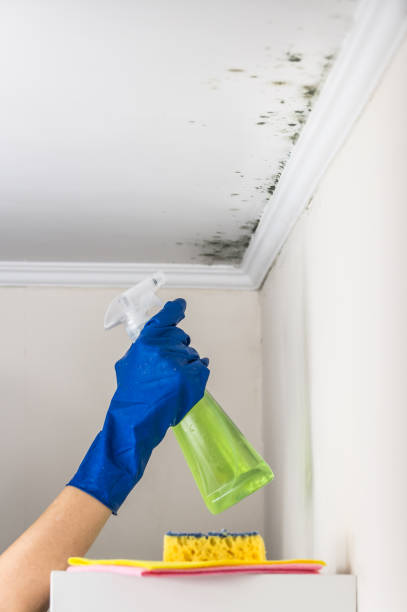 Trusted Pharr, TX Mold Remediation Experts